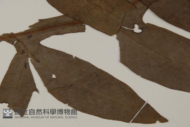 翅柄三叉蕨藏品圖，第4張