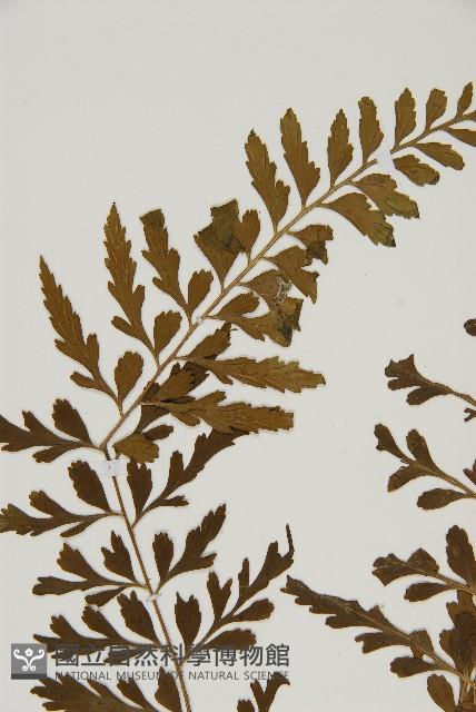 裂葉鐵角蕨藏品圖，第4張