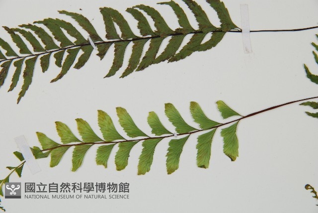 單邊鐵角蕨藏品圖，第4張