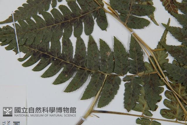 刺柄雙蓋蕨藏品圖，第4張