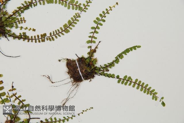 三翅鐵角蕨藏品圖，第4張