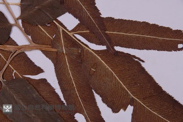 登錄號:P003689藏品圖，第4張