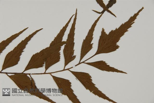 革葉鐵角蕨藏品圖，第3張