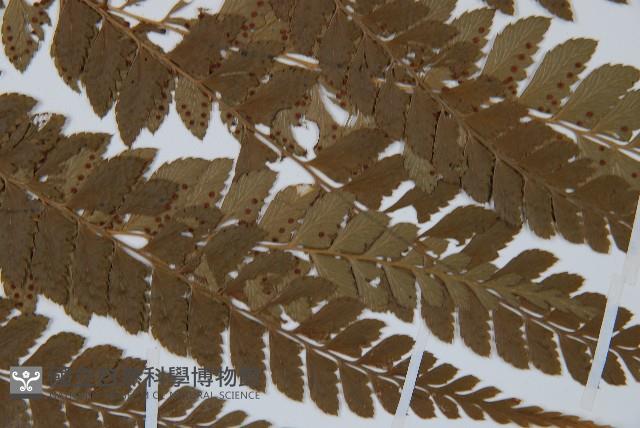 斜方複葉耳蕨藏品圖，第3張