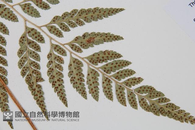 小葉複葉耳蕨藏品圖，第4張