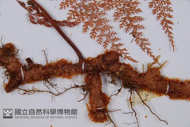 台灣小膜蓋蕨藏品圖，第3張