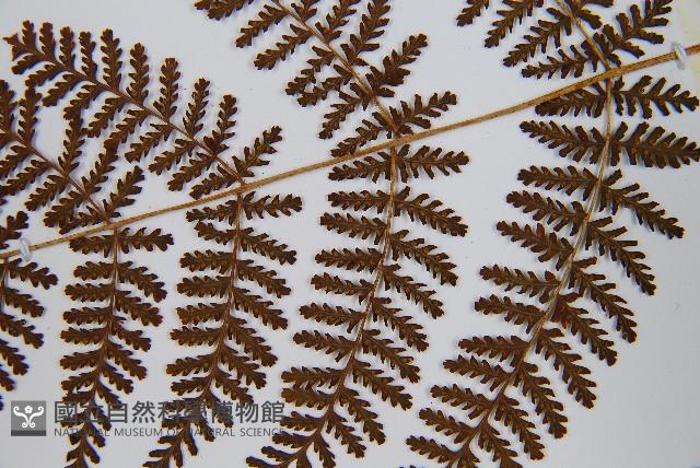 毛冷蕨藏品圖，第4張