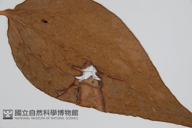 燕尾蕨藏品圖，第4張