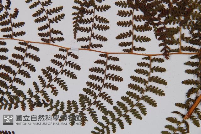 刺柄碗蕨藏品圖，第4張