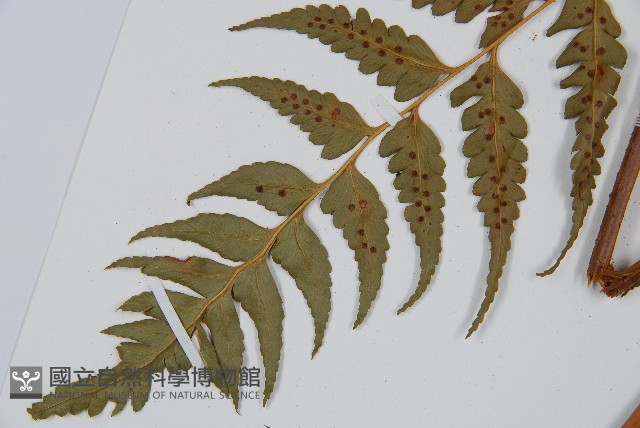 大片複葉耳蕨藏品圖，第7張