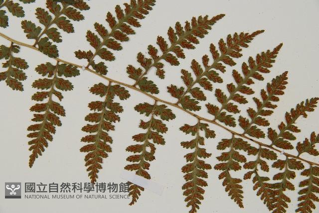 生芽蹄蓋蕨藏品圖，第4張