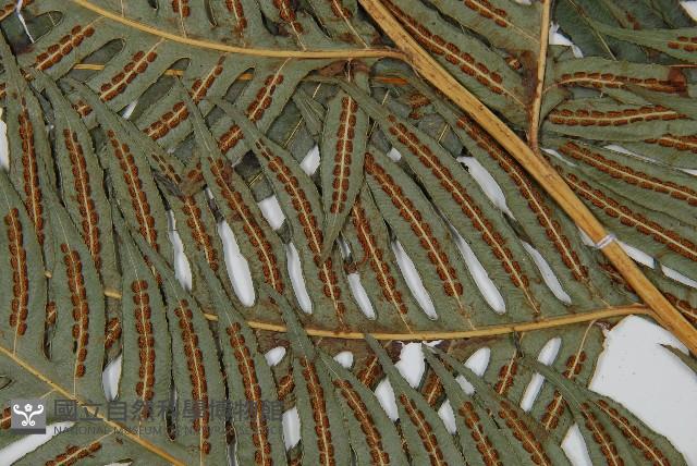 生芽狗脊蕨、頂芽狗脊蕨藏品圖，第3張