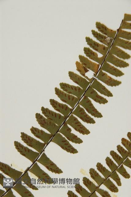 生芽鐵角蕨藏品圖，第4張