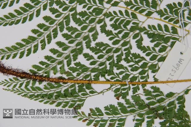 臺灣兩面複葉耳蕨藏品圖，第4張