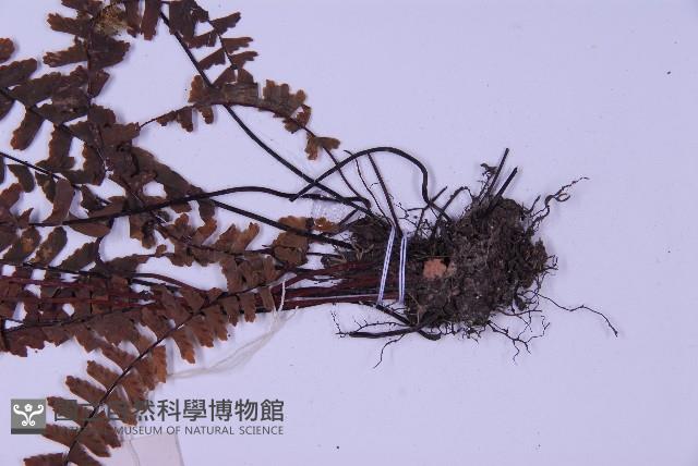 生芽鐵角蕨藏品圖，第4張