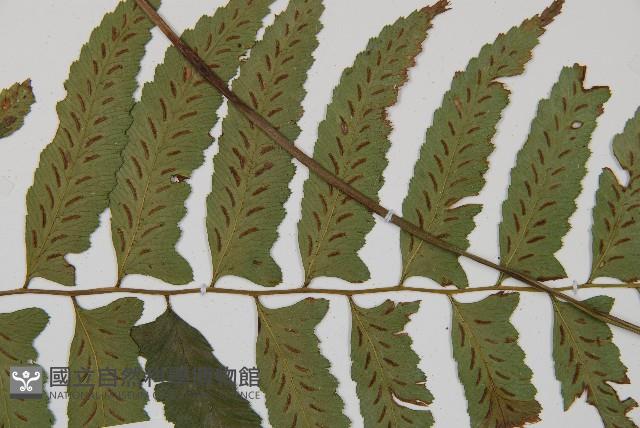 鋸齒雙蓋蕨、線葉雙蓋蕨、刺鱗雙蓋蕨藏品圖，第4張