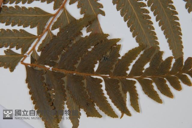 邊緣鱗蓋蕨藏品圖，第4張