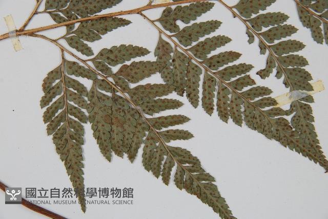 小葉複葉耳蕨藏品圖，第4張