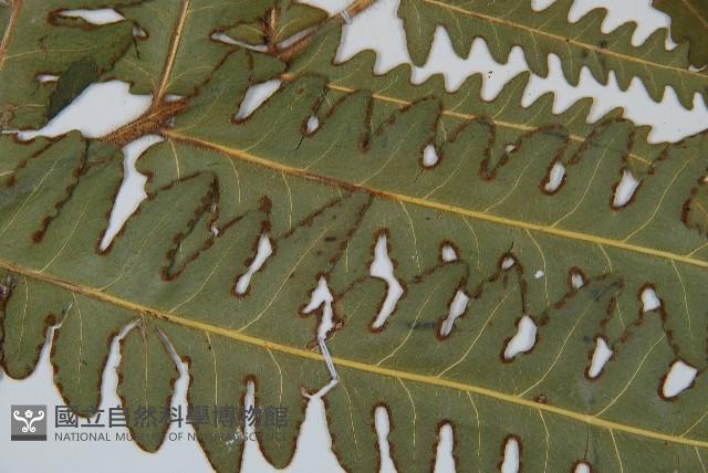 登錄號:P010028藏品圖，第4張