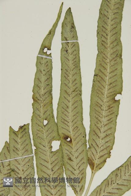 南海鐵角蕨藏品圖，第4張