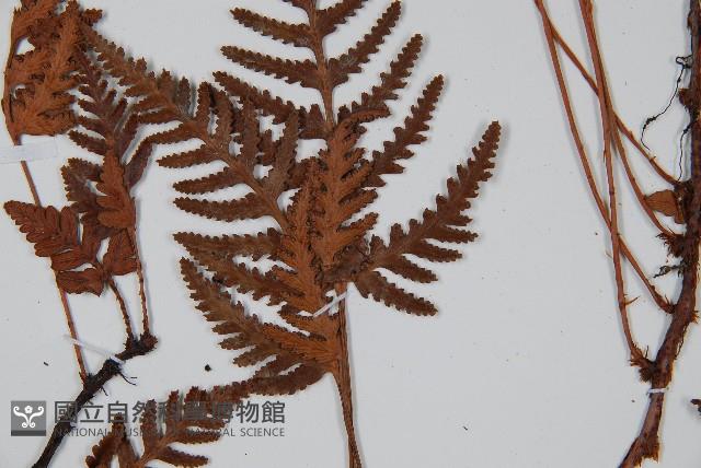 陰石蕨藏品圖，第4張