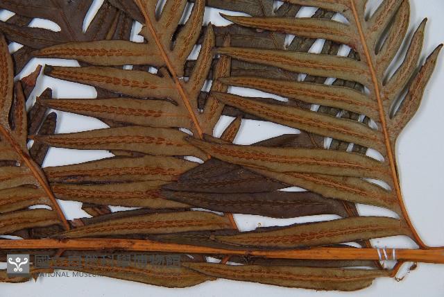 臺灣狗脊蕨藏品圖，第3張