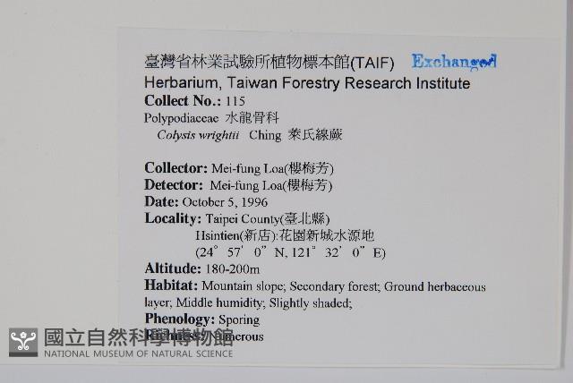 瓶蕨藏品圖，第4張