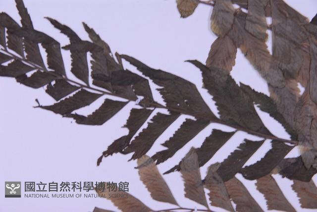 綠柄剪葉鐵角蕨藏品圖，第4張