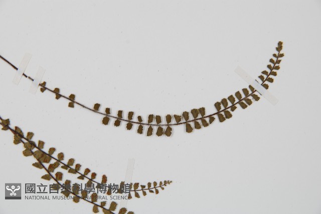 鐵角蕨藏品圖，第4張