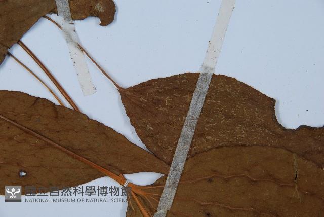 燕尾蕨藏品圖，第4張