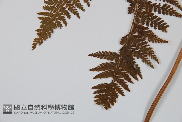 司氏碗蕨藏品圖，第4張