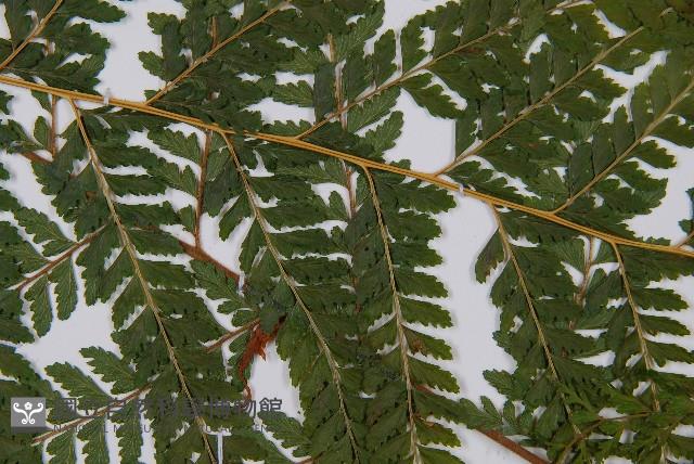 熱帶鱗蓋蕨藏品圖，第4張