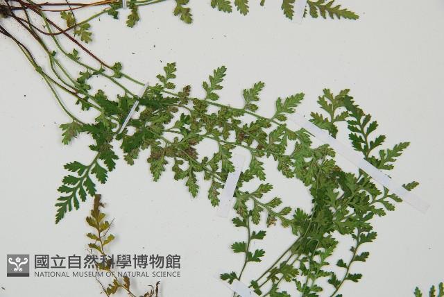 小鐵角蕨藏品圖，第4張
