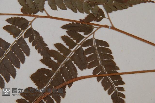 斜方複葉耳蕨藏品圖，第3張