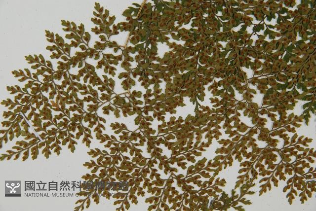 彎柄假複葉耳蕨藏品圖，第6張