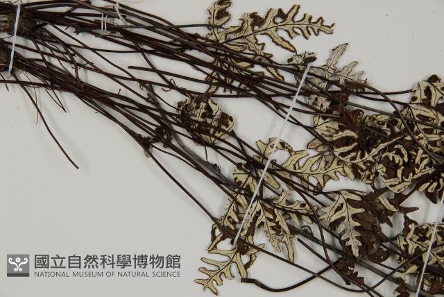 登錄號:P004628藏品圖，第4張