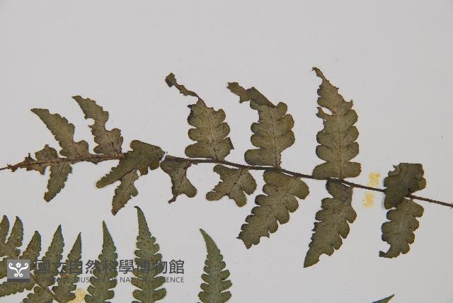 Accession Number:P002428 Collection Image, Figure 4, Total 4 Figures