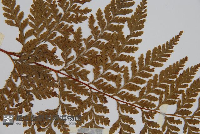 碗蕨藏品圖，第4張