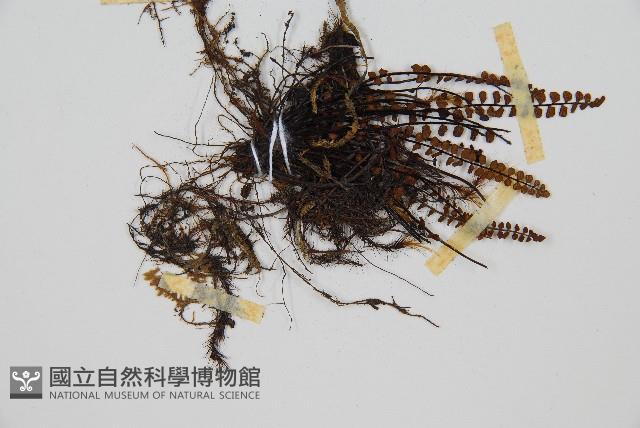 鐵角蕨藏品圖，第4張