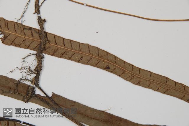 單葉雙蓋蕨藏品圖，第4張