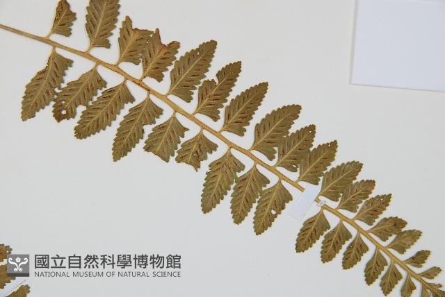 鈍齒鐵角蕨藏品圖，第4張
