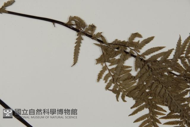 粉葉蕨藏品圖，第4張