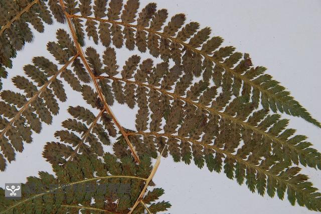 登錄號:P003908藏品圖，第4張