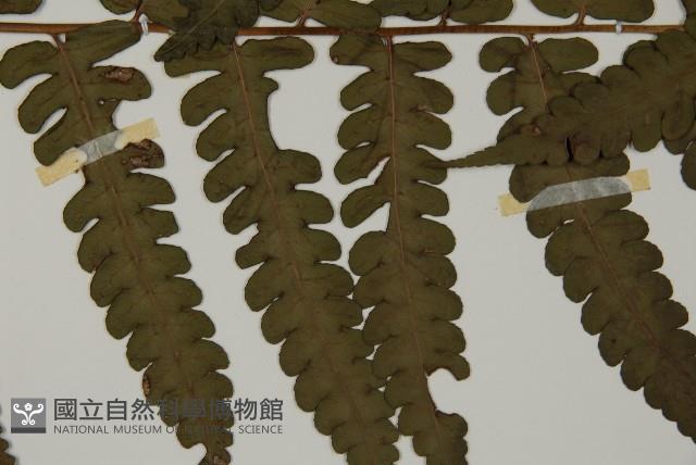 網脈突齒蕨藏品圖，第4張