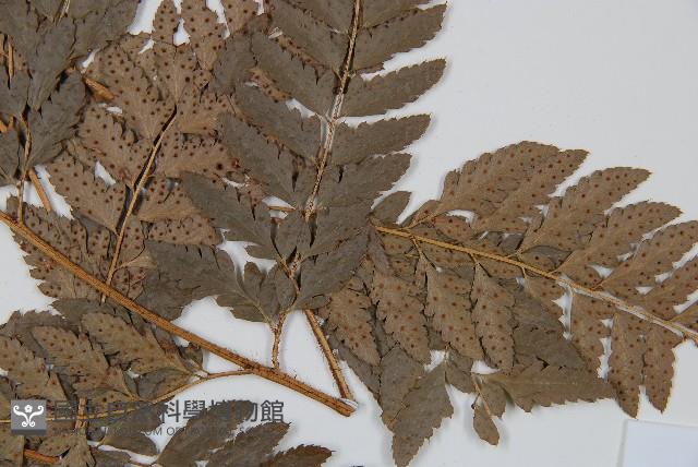 中華複葉耳蕨藏品圖，第4張