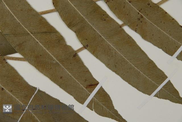 登錄號:P005708藏品圖，第4張