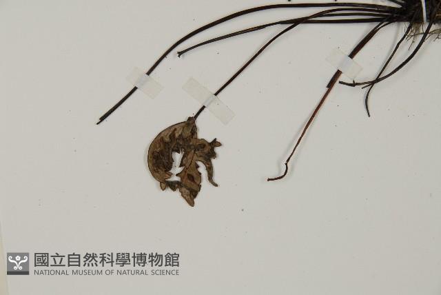 銀粉背蕨藏品圖，第4張