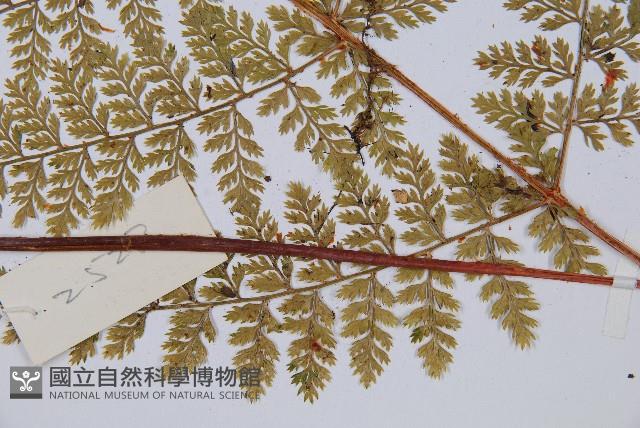 台灣小膜蓋蕨藏品圖，第3張