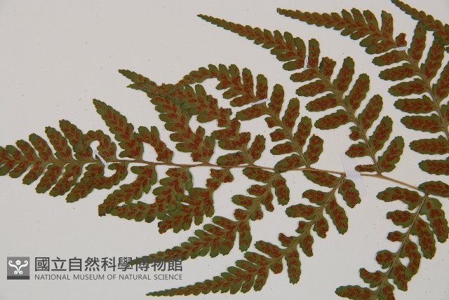 阿里山蹄蓋蕨藏品圖，第4張