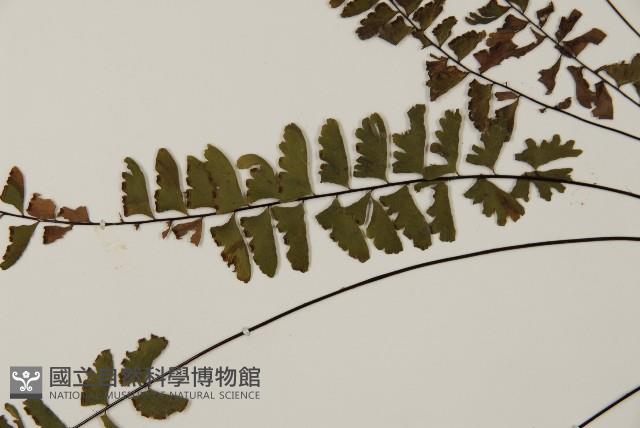 Accession Number:P000008 Collection Image, Figure 4, Total 5 Figures